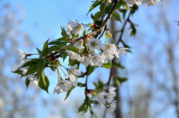 In the park, in the garden in spring sunny day.