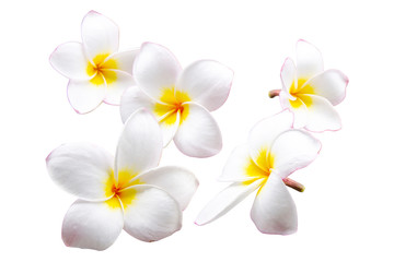 White plumeria flowers on isolated white background.