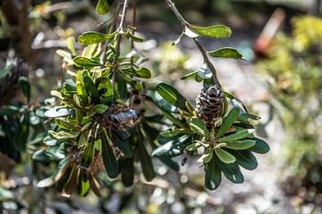 Banksia integrifolia 