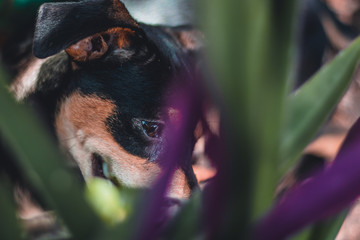DOG