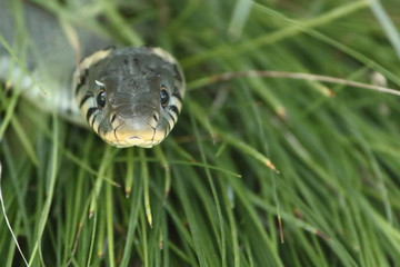 Ringelnatter / Grass snake / Natrix natrix