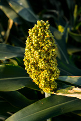 Millet in the agriculture field