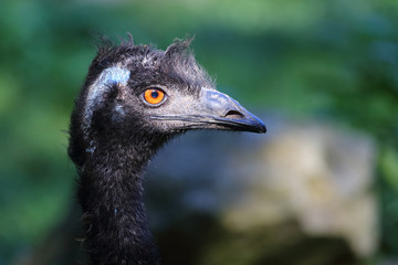 Nandu / Rhea / Rhea americana