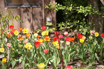 colorful tulips in the garden