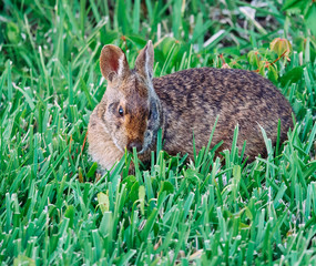 Cute round ear rabbit