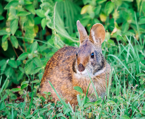 Cute round ear rabbit