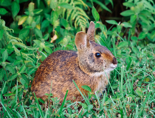 Cute round ear rabbit	