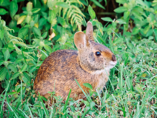 Cute round ear rabbit