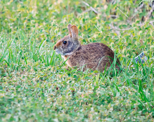 Cute round ear rabbit
