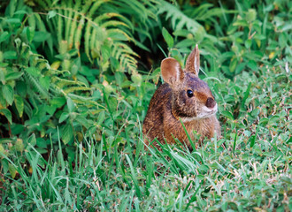Cute round ear rabbit