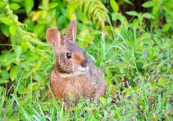 Naklejka na ściany i meble Cute round ear rabbit