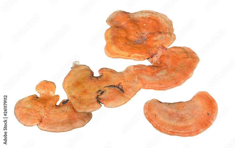 Wall mural Mushrooms (Pycnoporus cinnabarinus) 3