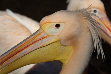 Rosapelikan / White pelican / Pelecanus onocrotalus.