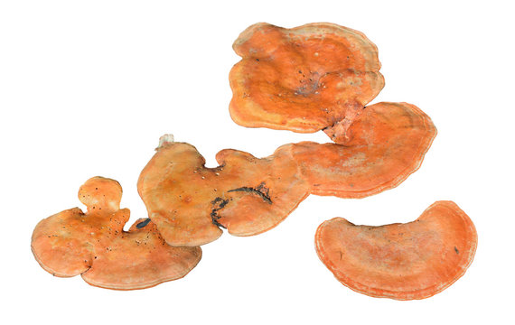 Mushrooms (Pycnoporus cinnabarinus) 3