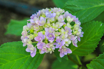 アジサイ