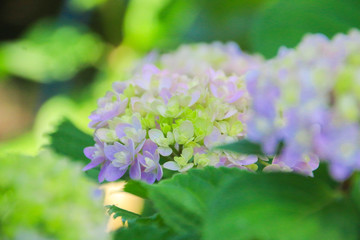 アジサイ