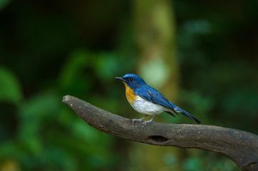 Tickell's blue-flycatcher perching on a branch