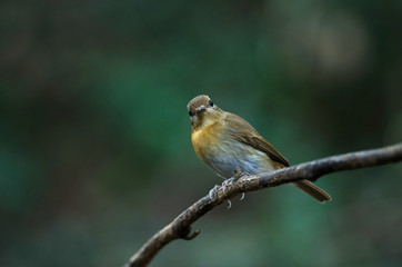 Female Hainan blue flycatcher (Cyornis hainanus)