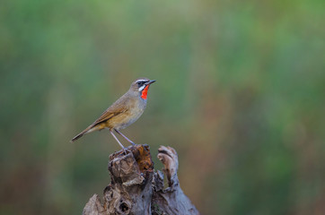 Beautiful of Siberian Rubythroat Bird