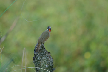 Beautiful of Siberian Rubythroat Bird
