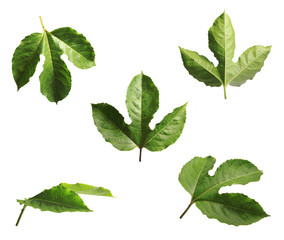Set of passion leaves various views isolated on white background