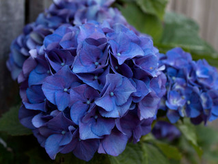 Wild Plant with Flowers