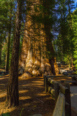 Giant sequoia trees in Sequoia National Park