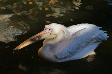 Rosapelikan / White pelican / Pelecanus onocrotalus.