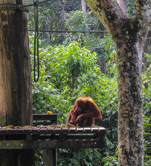 Obraz premium Orang utan feeding time.
