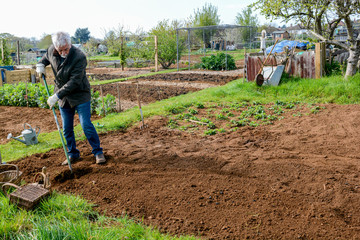 Man working outdoors digging vegetable patch