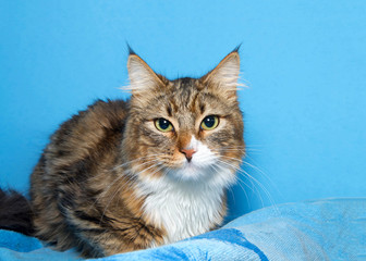 Portrait of a skeptical brown and white Maine Coon laying on a blanket with blue background.