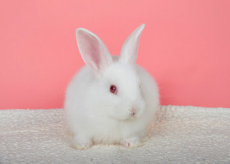 Adorable white albino baby bunny crouched down on sheepskin blanket with pink background looking to viewers right. An albino rabbit has a mutated gene combination that overrides all other combinations