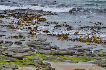 Colorful Broken Sandstone Ocean Beach with Kelp and Algae New Zealand