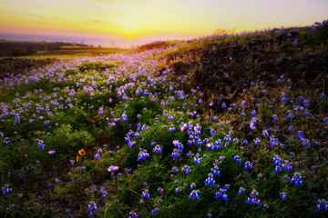 A tranquil landscape of the sunset behind a green field full of yellow, blue and purple wildflowers on Table Mountain in Northern California.
