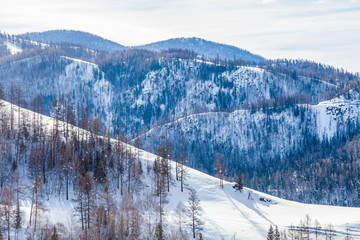 Snow Forest in Winter. The snow-covered Gongnaisi forest in winter