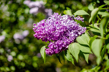      Pink lilac blooms in the Botanical garden 