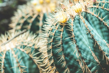 サボテン / Cactus