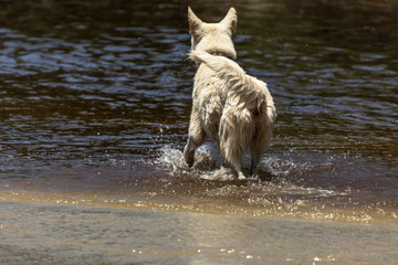 White happy dog playing and swimming on a river, at Armacao Beach, Florianopolis, Brazil.