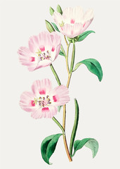 Pink primrose branch