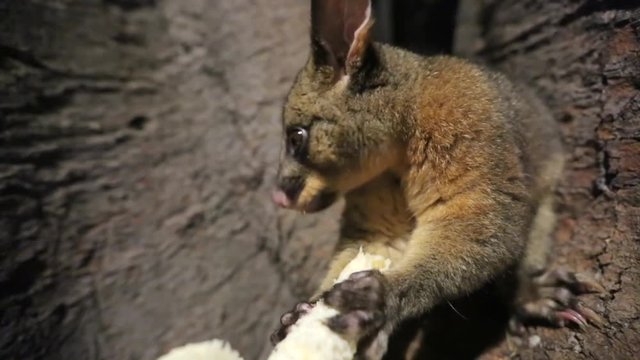 A brushtail possum clings to a rough tree trunk at night in a Sydney park while it holds a pale cob of food in its two front paws. Warm lamplight picks it out in a quiet and curious scene.