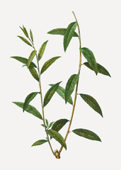 Golden willow branch