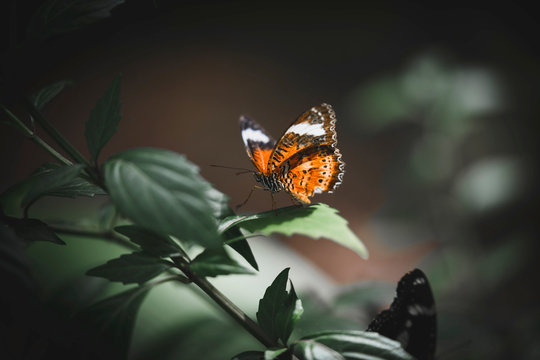 Colorful butterfly in nature © Rawpixel.com
