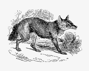 Jackal animal drawing