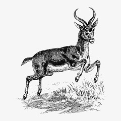 Reedbuck deer jumping