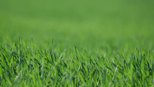 green grass texture.