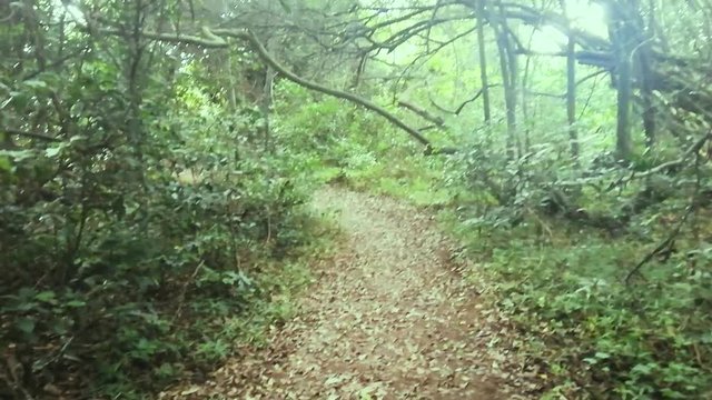 a day in the bush