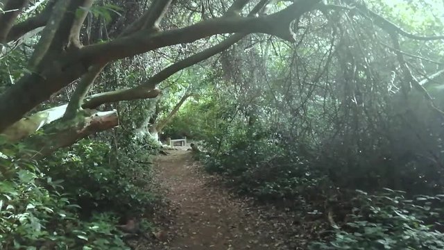 a day in the bush