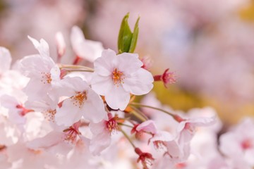 Obraz premium 桜 アップ1