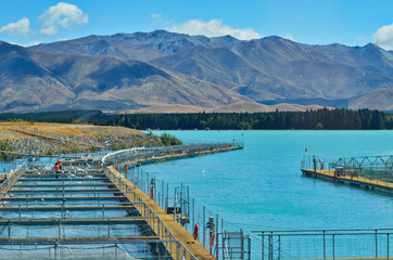 Crystal Blue Lake Fish Farm near Mount Cook New Zealand