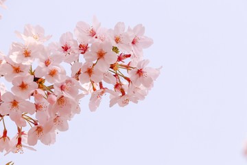 桜 アップ5